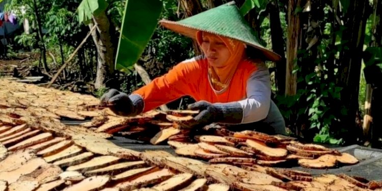 Petani umbi porang di Madiun, Jawa Timur/Ist