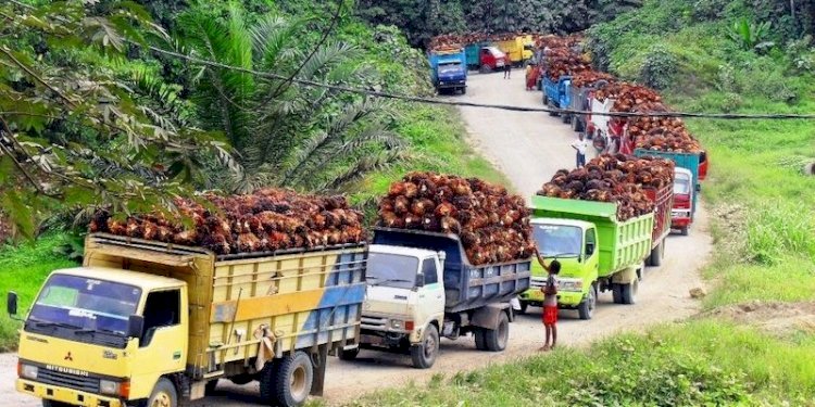 Ilustrasi truk pengangkut sawit/Net