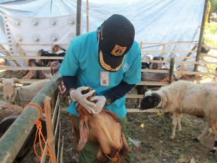 Petugas Dinas KPKP sendang melakukan pemeriksaan hewan Kurban/Ist