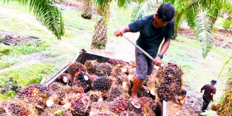 Ilustrasi petani sawit/RMOL Aceh.