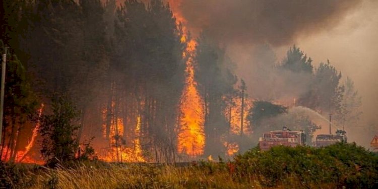 900 hektar lahan di Prancis Tenggara habis dilalap api pada Rabu (27/7)/Net