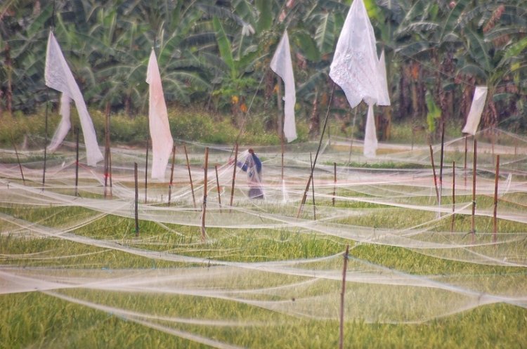 Petani di Kawasan Graha Padma Semarang