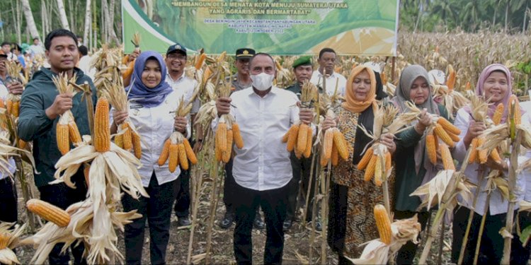 Gubernur Sumatera Utara Edy Rahmayadi saat panen raya jagung di Desa Beringin Jaya, Kecamatan Panyabungan Utara, Mandailingnatal (Madina)/Ist