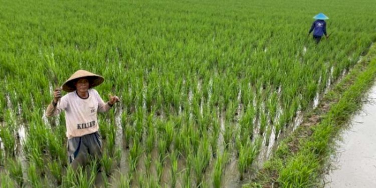 Petani/Net