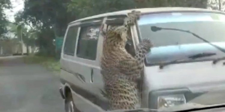 Seekor macan tutul melompat dan menyerang sebuah mobil van di india/Telegraph