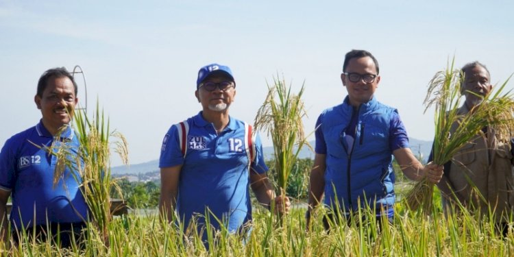  Ketua Umum Partai Amanat Nasional (PAN) Zulkifli Hasan (memakai topi) panen padi perdana tahun 2023 di sawah agro wisata organik Mulyaharja, Bogor Selatan/Net