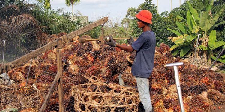 Ilustrasi buah Sawit/Net
