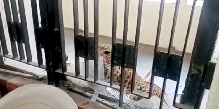 Seekor macan tutul menyerang orang-orang di dalam kompleks pengadilan di India/Net