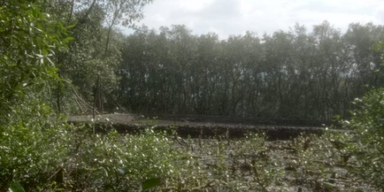 Hutan mangrove yang ditebang untuk dijadikan tambak/RMOLLampung