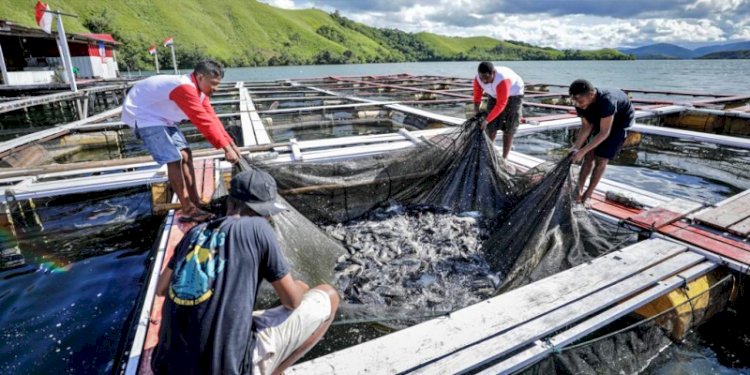Budi daya ikan air tawar binaan Papua Youth Creative Hub (PYCH) di Danau Sentani, Distrik Heram, Jayapura, Papua/Ist