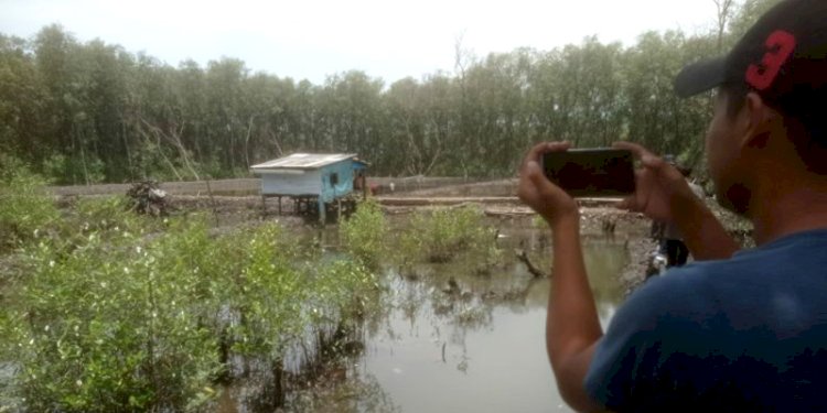 Perusakan hutan mangrove di pesisir Bandar Lampung/ Ist