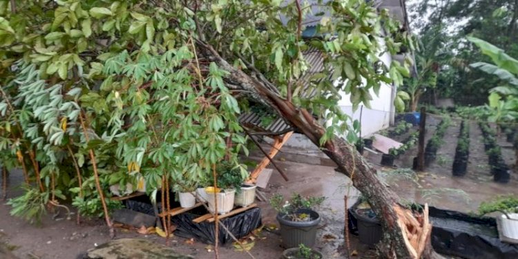 Pohon tumbang akibat hujan dan angin kencang/RMOL Lampung