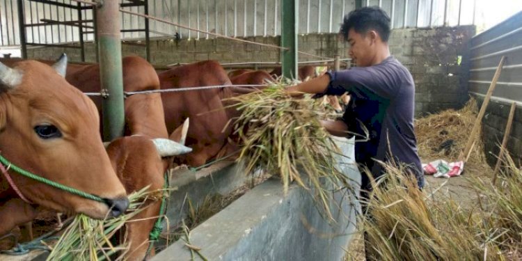 Peternak sapi di Kota Tasikmalaya, Jawa Barat/RMOLJabar