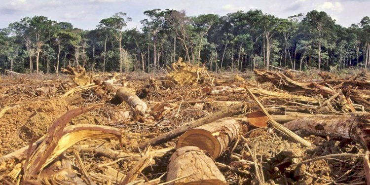 Penebangan pohon di hutan/Net