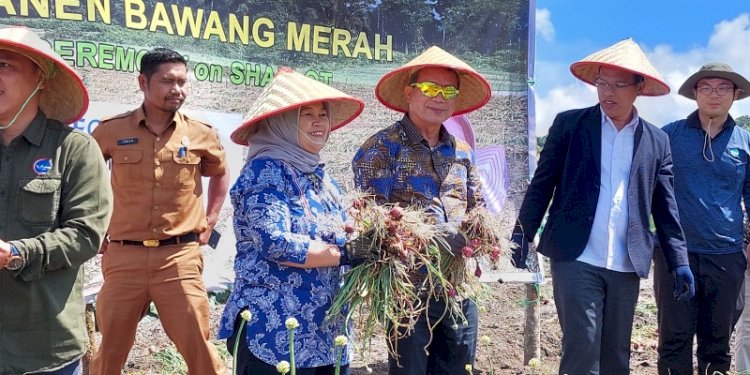 Acara panen bawang di Sumatera Utara/Ist