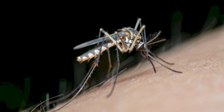  Nyamuk membawa penyaki virus tropis/Net