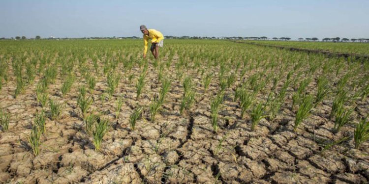 Kondisi sawah yang kekeringan karena kemarau/Net