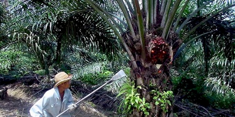 Perkebunan Sawit di Sumut/Ist