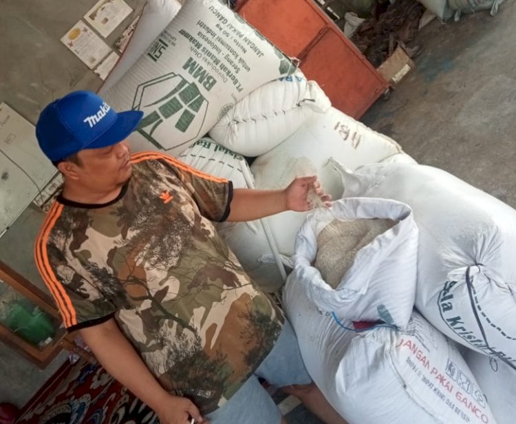 Nurtanio Wijaya saat mengecek kualitas beras di gudang/Ist