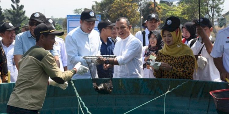 Wakil Ketua Komisi IV DPR RI, Budhy Setiawan sedang melakukan panen raya ikan nila di Sukabumi/Ist