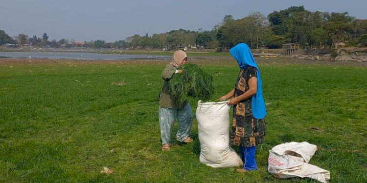 Sejumlah warga sedang mencari rumput di dasar Situ Gede Kota Tasikmalaya Jawa Barat yang mengering/RMOLJabar