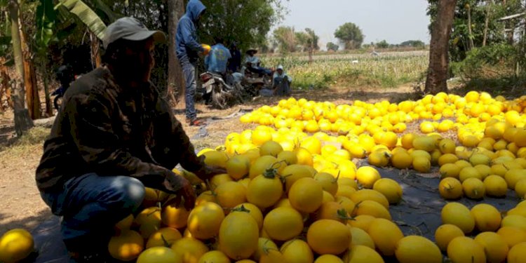Petani melon golden di Jombang tersenyum dengan hasil panen yang bagus/RMOLJatim