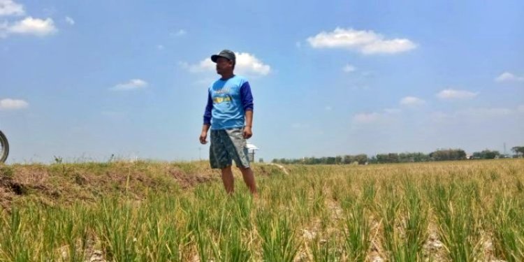 Kurang pasokan air selama musim kemarau, sawah di Pati kekeringan/RMOLJateng