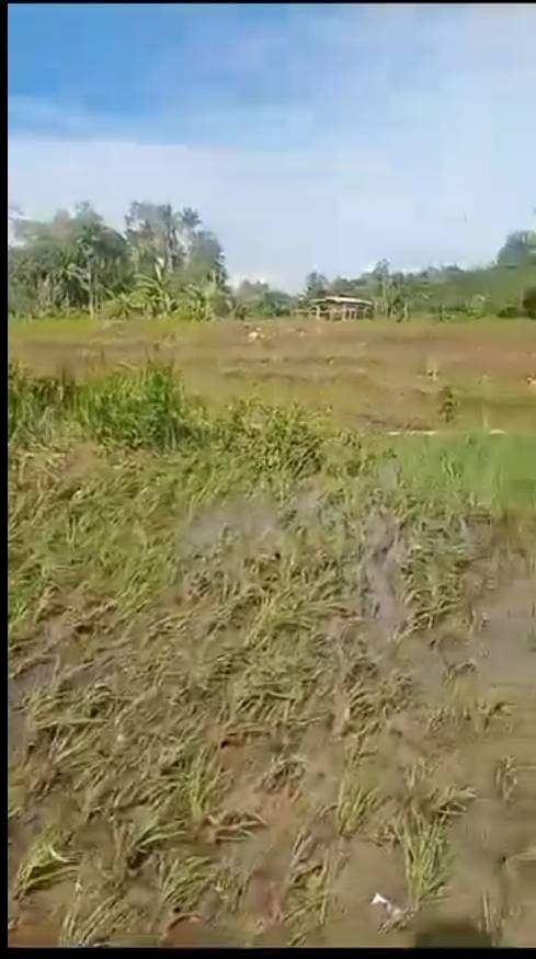 Tampak tangkapan layar video rusaknya sawah warga di Kelurahan Turan Lalang/Ist