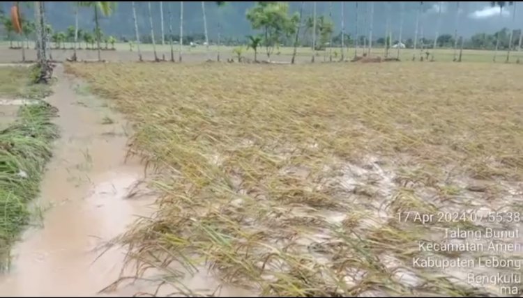 Tampak tanaman padi warga Talang Bunut pasca diterjang banjir/Ist