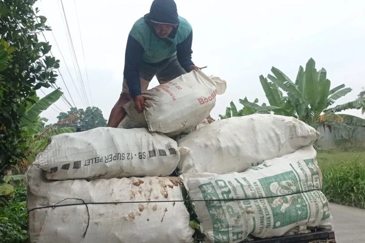 ilustrasi - Seorang pekerja mengangkut produksi ubi jalar ungu ke kendaraan di Kabupaten Lebak. ANTARA/Mansyur
