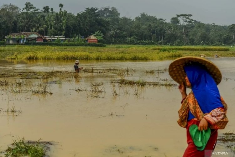 Ilustrasi - Ratusan hektare sawah terendam banjir di Desa Cigubugan, Lebak, Banten, Kamis (2/5/2024). ANTARA FOTO/Muhammad Bagus Khoirunas/foc.