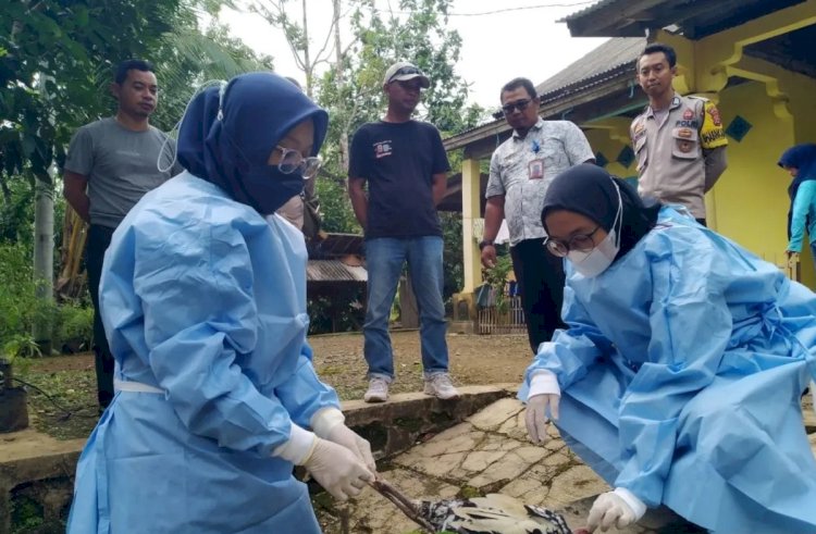 ilustrasi - Tim Kesehatan Hewan DPKP Kabupaten Pandeglang saat pengambilan sampel swab dan sampel darah. ANTARA/DPKP